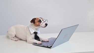 Kravatlı ve gözlüklü akıllı köpek Jack Russell Terrier beyaz arka planda dizüstü bilgisayarın başında oturuyor..