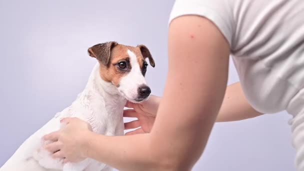 Vrouw wast haar hond Jack Russell Terrier met shampoo op een witte achtergrond — Stockvideo