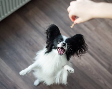 Papillon köpek oynar ve zıplar. Üst görünüm