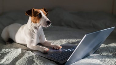 Akıllı köpek Jack Russell Terrier dizüstü bilgisayarın yanında yatıyor..