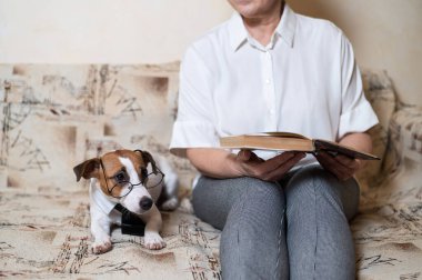 Akıllı bir köpekle kitap okuyan yaşlı beyaz kadın Jack Russell Terrier gözlüklü ve kanepede kravat takıyor.