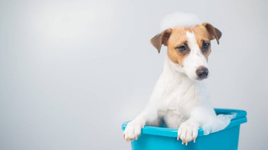 Komik dost canlısı köpek Jack Russell Terrier beyaz bir arka planda köpükle banyo yapıyor.