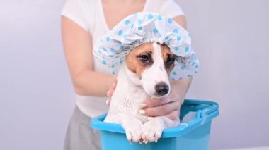 Köpeği Jack Russell Terrier 'ı, beyaz bir arka planda duş başlığında şampuanla yıkayan bir kadın.