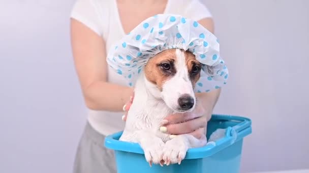 Uma mulher lava seu cão Jack Russell Terrier com xampu em uma touca de banho em um fundo branco — Vídeo de Stock