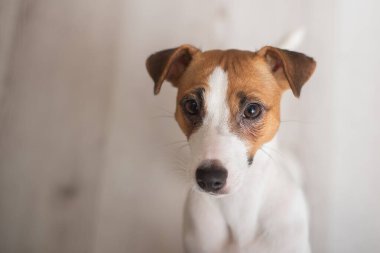 Şirin köpek Jack Russell Teriyer lamine döşemede