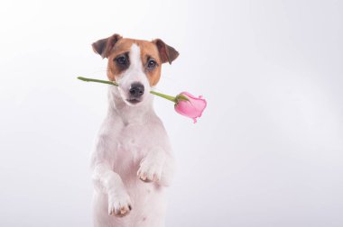 Jack Russell Terrier beyaz arka planda çiçekleri ağzında tutuyor. Bir köpek randevuda romantik bir hediye verir.