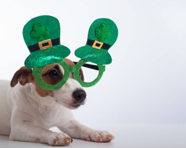 Beyaz arka planda komik gözlüklü köpek Jack Russell Terrier 'ın portresi. Aziz Patrick Günü Tatil Konsepti