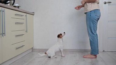 Köpek yükseğe zıplar. Yüzü olmayan bir kadın Jack Russell Terrier 'ı eğitiyor. Yavaş çekim.