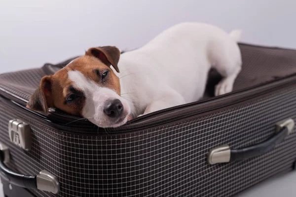 Jack Russell Terrier beyaz arka planda bir bavulun üzerinde tatil için bekliyor. Köpek sahipleriyle bir yolculuğa çıkıyor.