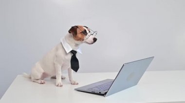 Kravatlı ve gözlüklü akıllı köpek Jack Russell Terrier beyaz arka planda dizüstü bilgisayarın başında oturuyor..