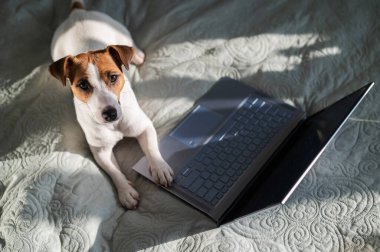 Akıllı köpek Jack Russell Terrier dizüstü bilgisayarın yanında yatıyor..
