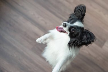 Papillon köpek oynar ve zıplar. Üst görünüm