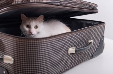 Beyaz bir kedi kareli bir bavuldan dışarı bakar.