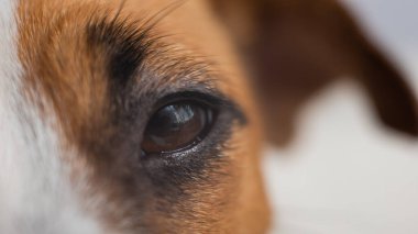Beyaz arka planda Jack Russell Terrier 'ın yakın plan gözü..