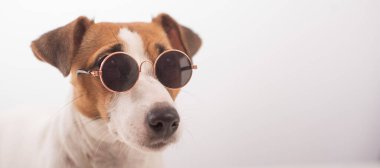 Jack Russell Terrier köpek portresi. Beyaz arka planda güneş gözlüğü takıyor.