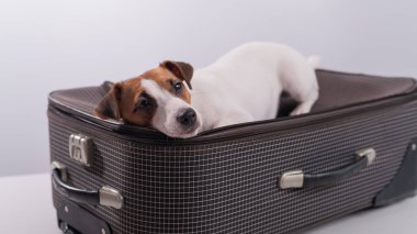 Jack Russell Terrier beyaz arka planda bir bavulun üzerinde tatil için bekliyor. Köpek sahipleriyle bir yolculuğa çıkıyor.