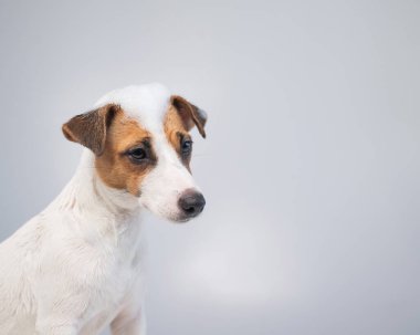 Beyaz arka planda köpüklü komik köpek Jack Russell Terrier. Boşluğu kopyala.