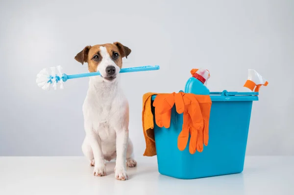Cleaning products in a bucket and a dog holding a toilet brush on a white background. — Stock Photo, Image