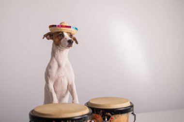 Şapkalı komik bir köpek mini bongo davulları çalıyor. Jack Russell Terrier hasır şapkalı geleneksel bir etnik perküsyon enstrümanının yanında