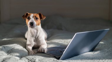 Akıllı köpek Jack Russell Terrier dizüstü bilgisayarın yanında yatıyor..