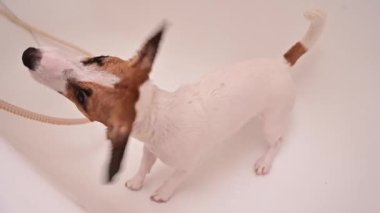 Bir kadın talihsiz Jack Russell Terrier 'ı banyoda yıkıyor. Köpek suyu yavaş çekimde sallar..
