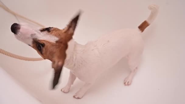 Bir kadın talihsiz Jack Russell Terrier 'ı banyoda yıkıyor. Köpek suyu yavaş çekimde sallar.. — Stok video