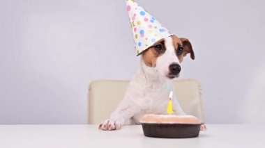 Şenlik şapkalı şirin bir köpek elinde yanan bir mum olan bir pastanın önünde oturuyor. Jack Russell Terrier doğum gününü kutluyor.