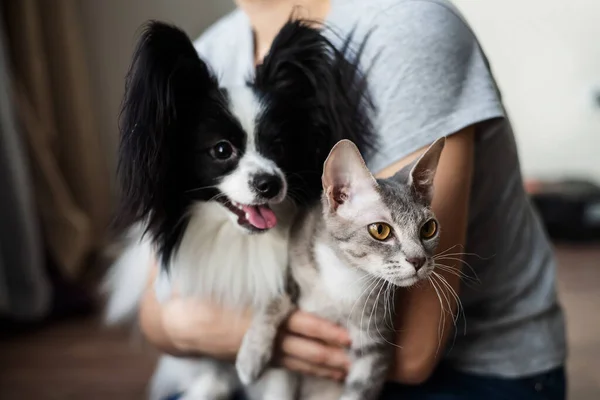 Bir kadın elinde bir fırça sfenks kedisi ve bir papillon köpek tutuyor. — Stok fotoğraf