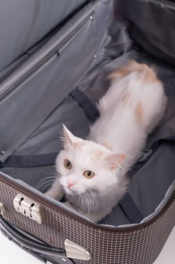 Beyaz bir kedi kareli bir bavuldan dışarı bakar.