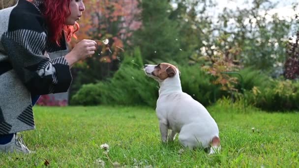 Kobieta dmucha na mniszka, a pies Jack Russell Terrier próbuje złapać rozrzucone nasiona. Zwolniony ruch — Wideo stockowe