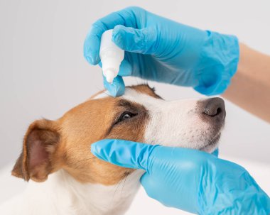 Beyaz arka planda Jack Russell Terrier köpeğine göz damlası damlatan kadın veteriner..