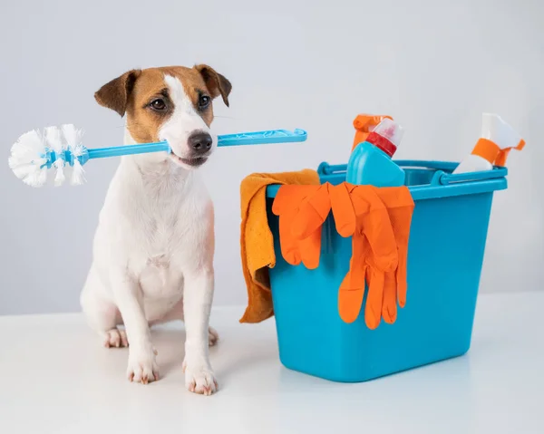 Cleaning products in a bucket and a dog holding a toilet brush on a white background.