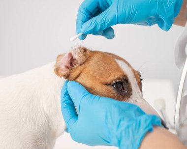 Veteriner, beyaz bir arka planda köpek Jack Russell Terrier 'a pamuklu çubukla kulak temizliyor..