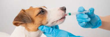 Beyaz bir arka planda, şırıngadan bir köpeğin ağzına ilaç enjekte eden bir veterinerin yakın çekimi. Jack Russell Terrier sıvı vitaminleri yalıyor.