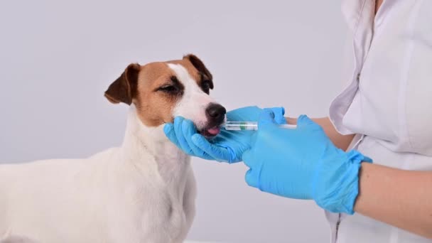 Close-up dari dokter hewan menyuntikkan obat dari jarum suntik ke mulut anjing pada latar belakang putih. Jack Russell terrier menjilat vitamin cair — Stok Video