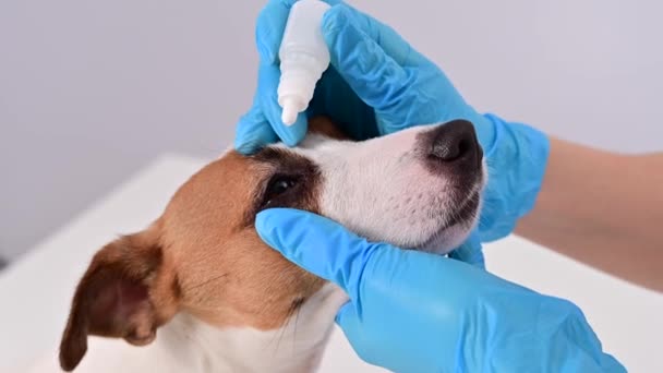 Perempuan dokter hewan menetes tetes mata untuk jack Russell terrier anjing di latar belakang putih. — Stok Video