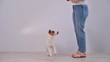 Neşeli köpek Jack Russell Terrier atlıyor ve beyaz arka planda kadınların bacaklarından sekiyor..