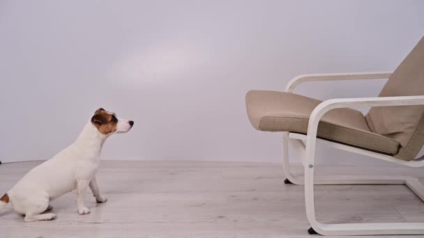Jack Russell Terrier köpeği beyaz bir arka planda sandalyeye atladı.. — Stok video