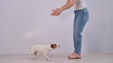 Sadık köpek Jack Russell Terrier sahibinin kollarına atlıyor.