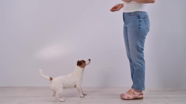 Pies Jack Russell Terrier łapie jedzenie w locie na białym tle w studio. — Wideo stockowe