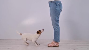 Köpek Jack Russell Terrier stüdyoda beyaz bir arka planda emirle atlıyor..