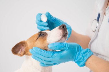 Beyaz arka planda Jack Russell Terrier köpeğine göz damlası damlatan kadın veteriner..