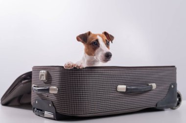 Jack Russell Terrier tatil beklentisiyle beyaz bir arka planda bir bavulun içinde oturuyor. Köpek sahipleriyle bir yolculuğa çıkıyor.