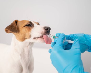Beyaz bir arka planda, şırıngadan bir köpeğin ağzına ilaç enjekte eden bir veterinerin yakın çekimi. Jack Russell Terrier sıvı vitaminleri yalıyor.