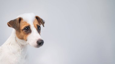 Beyaz arka planda köpüklü komik köpek Jack Russell Terrier. Uzayı kopyala Geniş Ekran.