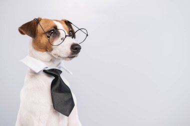 Beyaz arka planda gözlüklü ve kravatlı teriyer köpeği Jack Russell. Boşluğu kopyala