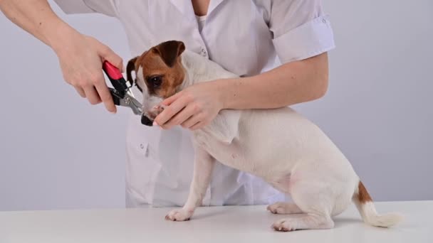 De dierenarts snijdt de hond jack russell terriers klauwen op een witte achtergrond. — Stockvideo