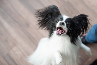 Papillon köpek oynar ve zıplar. Üst görünüm