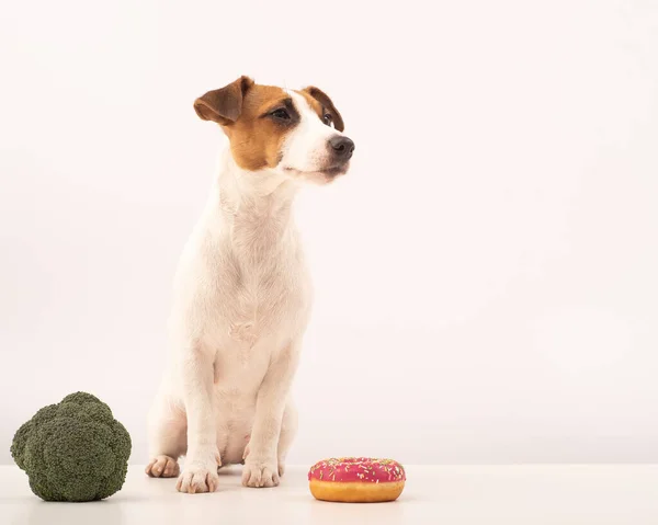 Pies Jack Russell terier wybór żywności. Nawyki żywieniowe — Zdjęcie stockowe