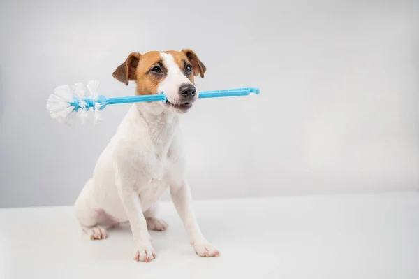 Jack Russell terrier kutya egy kék WC kefét tart a szájában. Vízvezeték-tisztító — Stock Fotó